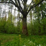 10345736_354318064764245_2085295288352412550_n