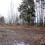 Tõrma Hiiemäe raie 04.2018,  Jüri Lainevoog