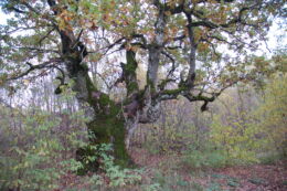 Tammiku hiis Ida-Virumaal Tammiku hiis Ida-Virumaal