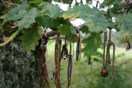 Hiiepaelad. Tokri Tammetsõõr. Autor: Kadriliis Rämmann