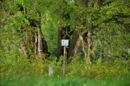 Vihula Hiieniinepuu andidega. Kadrina kihelkond. Autor Ahto Kaasik