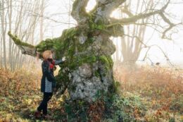 Palivere hiiekünnapuu Läänemaal. Foto: Merilin-Kaustel Lehemets